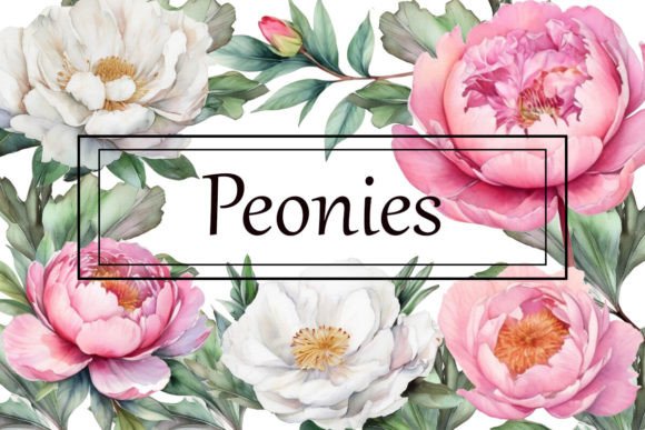 Download Peonies Clipart - Peonies Collection